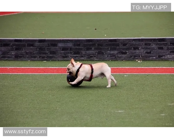 足球明星的宠物实力揭秘它们在场外的独特魅力与惊人技能